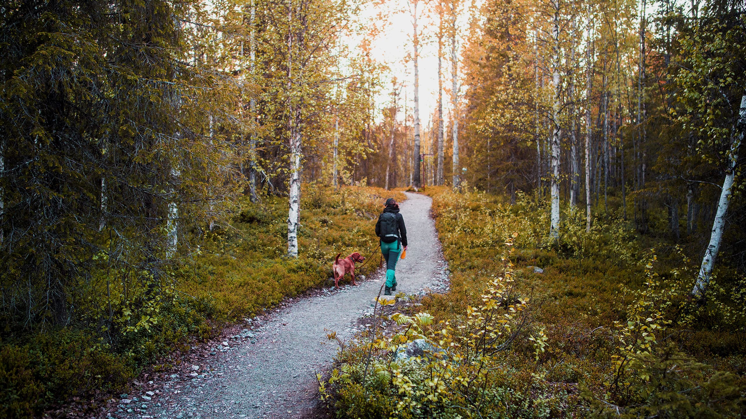 LHSR_2024_lemmikki_saitti_nosto2 (1)